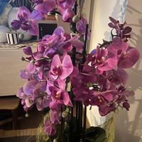 Orchidea (artificiale)