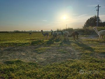 Alpaca femmine