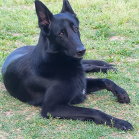 Giovane pastore belga