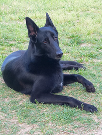 Giovane pastore belga