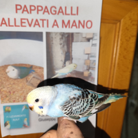 Pappagalli allevati a mano