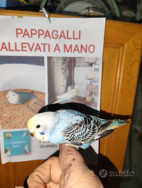 Pappagalli allevati a mano