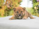 cucciolina-femmina-di-shiba-inu-rossa