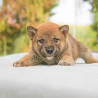 Cucciolina femmina di Shiba Inu rossa