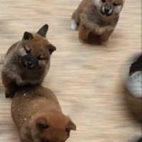 Shiba INU pedigree Enci