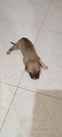 Pitbull
