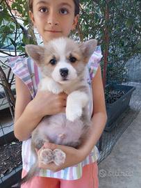 Corgi pembroke