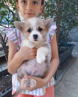 Corgi pembroke