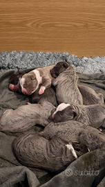 Amstaff blue nose