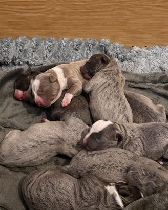 Amstaff blue nose