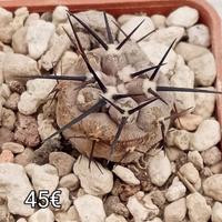 cactus copiapoa columna alba Quebrada 