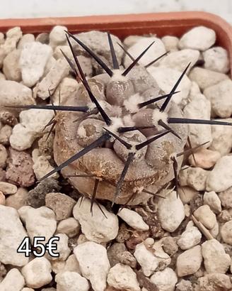 cactus copiapoa columna alba Quebrada 