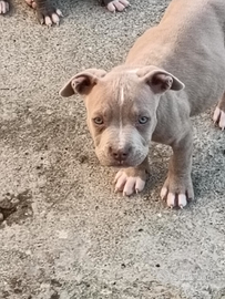 Pitbull terrier