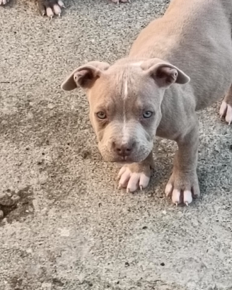 Pitbull terrier