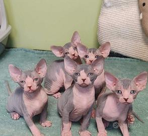 Sphynx cucciole