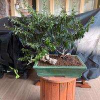 Bonsai pyracantha