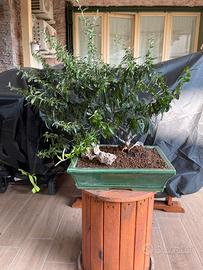 Bonsai pyracantha