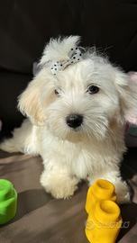 Cucciolo di Maltese