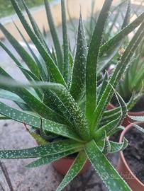 piantine aloe minor variegata