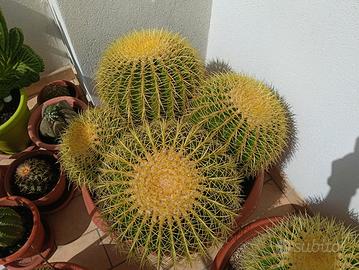 Echinocactus Grusoni Sedile della suocera 