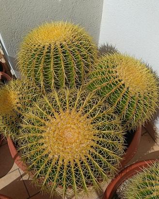 Echinocactus Grusoni Sedile della suocera 