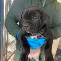 Cuccioli cane corso