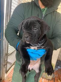 Cuccioli cane corso