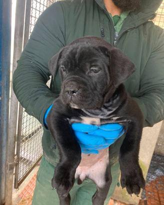 Cuccioli cane corso