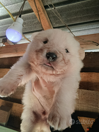 Pastore abruzzese maremmano