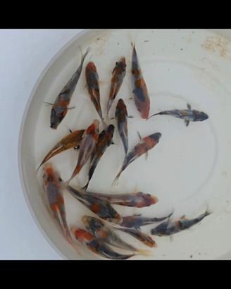 Koi showa