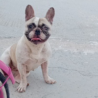 Bulldog francese