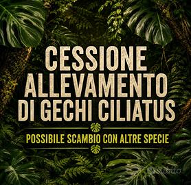 Allevamento gechi ciliatus Blocco