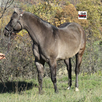 REMUDA IN PLATINUM S. Grulla Foundation stallion