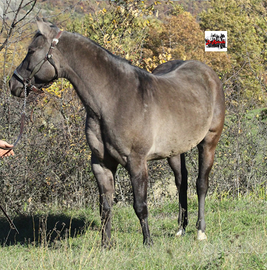 REMUDA IN PLATINUM S. Grulla Foundation stallion