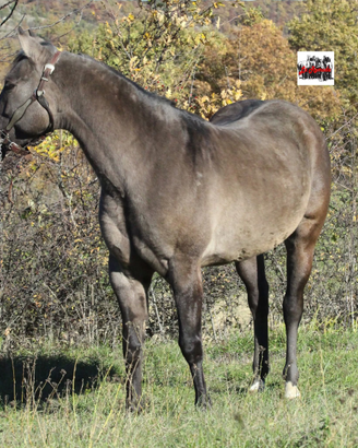 REMUDA IN PLATINUM S. Grulla Foundation stallion