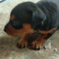 Cuccioli pinscher