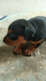 Cuccioli pinscher