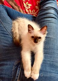 Cucciolo di gatto birmano
