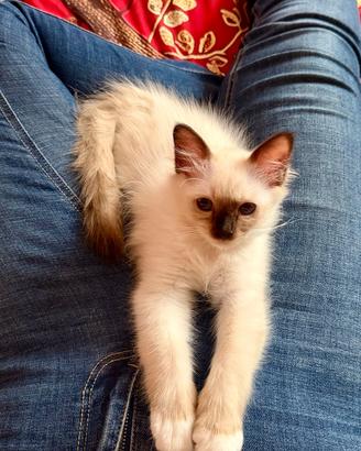 Cucciolo di gatto birmano