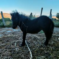 Mini Shetland da giardino