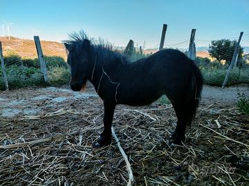 Mini Shetland da giardino
