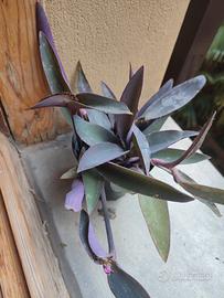 Talee di pianta grassa