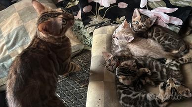Cuccioli di Bengal