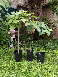 Pianta Clerodendrum trichotomum