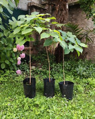 Pianta Clerodendrum trichotomum