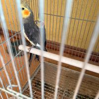 Maschio Calopsite maggiorato