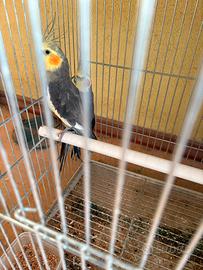 Maschio Calopsite maggiorato