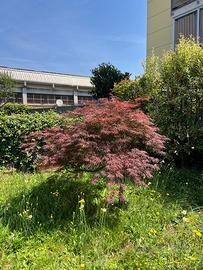 acero rosso giapponese