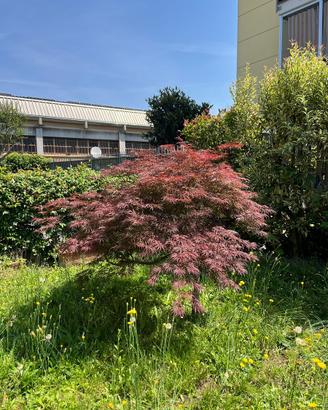 acero rosso giapponese