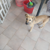 Cucciolo di meticcio